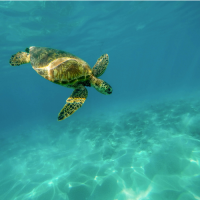 Sea turtle swimming under the see